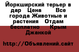 Йоркширский терьер в дар › Цена ­ 1 - Все города Животные и растения » Отдам бесплатно   . Крым,Джанкой